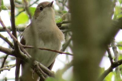 Rossignol philomèle