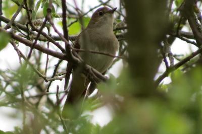 Rossignol philomèle