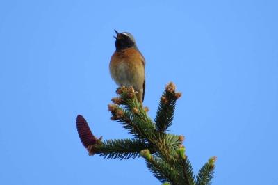 Rougequeue à front blanc