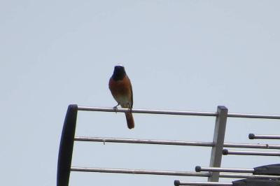 Rougequeue à front blanc