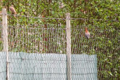 Rougequeue à front blanc