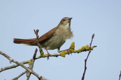 Rossignol philomèle