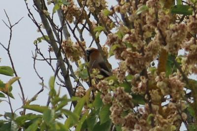 Grosbec casse-noyaux