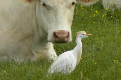 Héron garde-boeufs