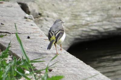 Bergeronnette des ruisseaux