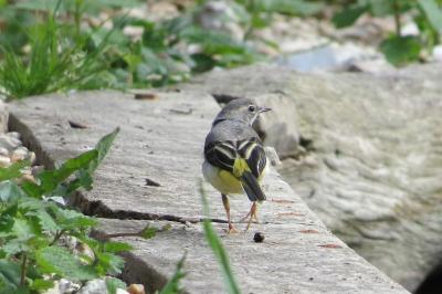 Bergeronnette des ruisseaux