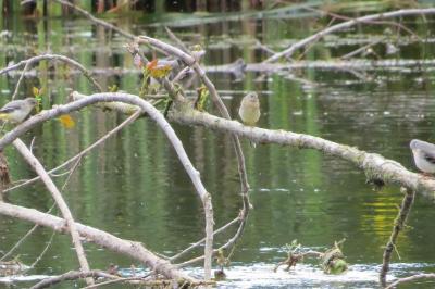 Bergeronnette des ruisseaux