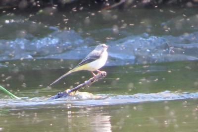 Bergeronnette des ruisseaux