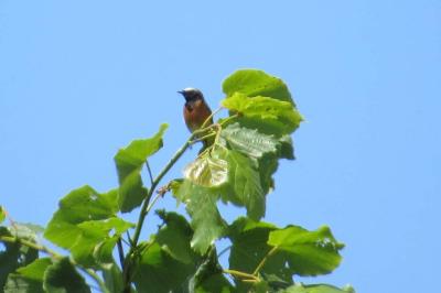 Rougequeue à front blanc