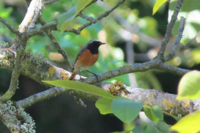 Rougequeue à front blanc