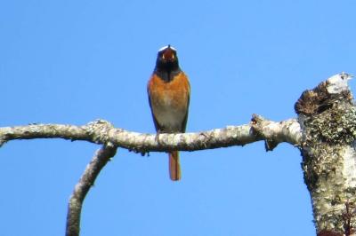 Rougequeue à front blanc