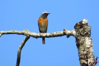 Rougequeue à front blanc