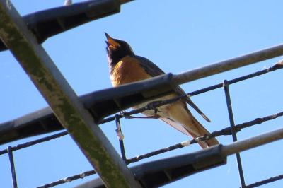 Rougequeue à front blanc