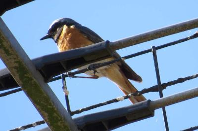 Rougequeue à front blanc