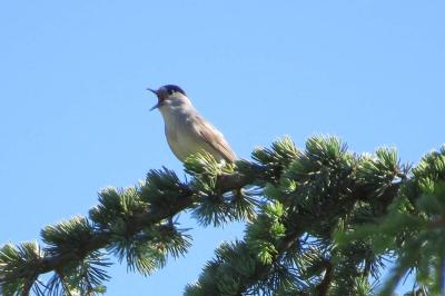 Fauvette à tête noire