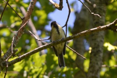 Mésange charbonnière