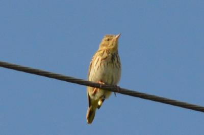 Pipit des arbres