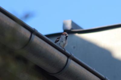 Moineau domestique