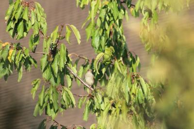 Moineau domestique