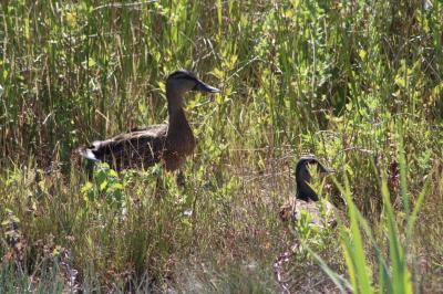 Canard colvert