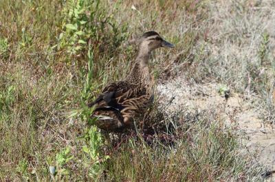 Canard colvert