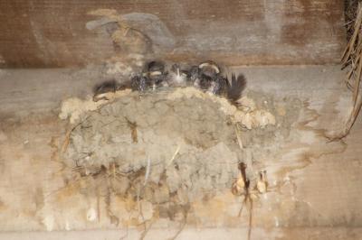 Hirondelle rustique