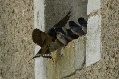 Hirondelle rustique