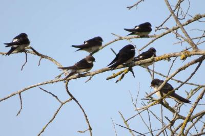 Hirondelle rustique