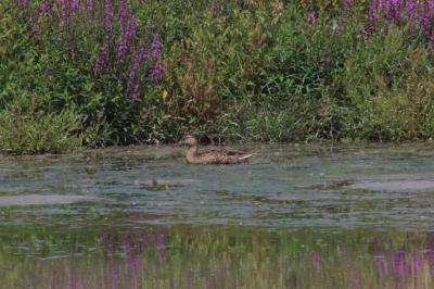 Canard colvert