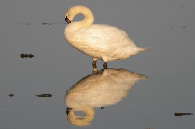 Cygne tuberculé