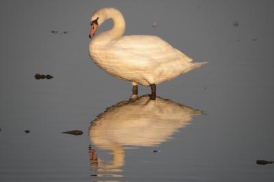 Cygne tuberculé