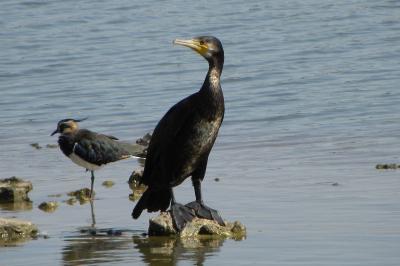 Grand Cormoran