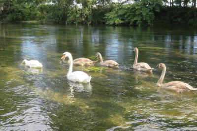 Cygne tuberculé