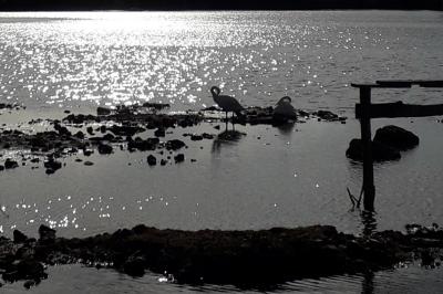 Cygne tuberculé
