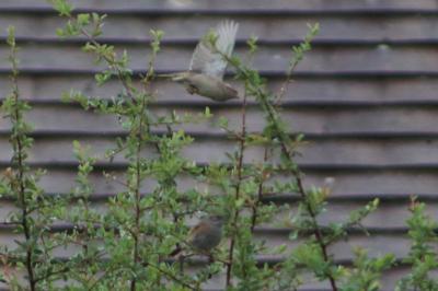 Moineau domestique