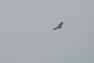 Buse variable