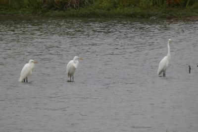 Grande Aigrette