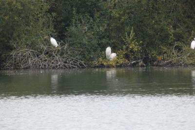 Grande Aigrette