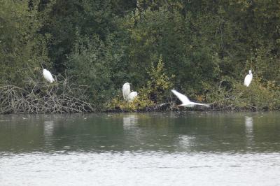 Grande Aigrette