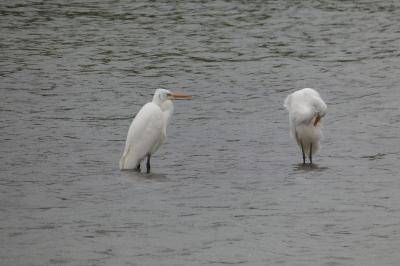 Grande Aigrette