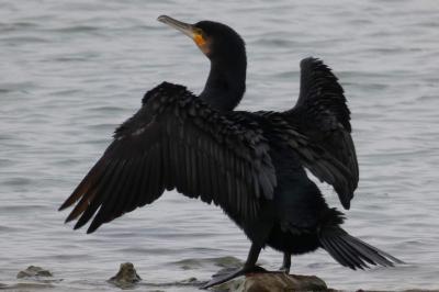 Grand Cormoran