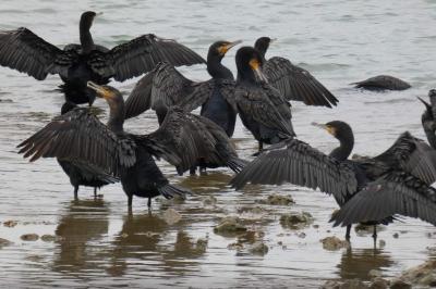 Grand Cormoran