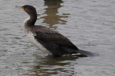 Grand Cormoran