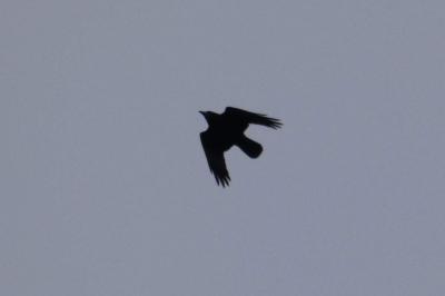 Corbeau freux