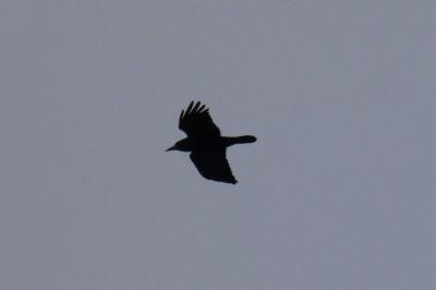 Corbeau freux