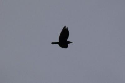 Corbeau freux