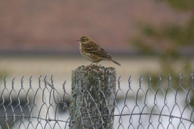 Pipit farlouse