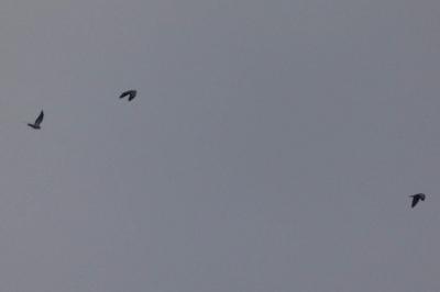 Pigeon colombin