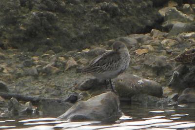 Bécasseau variable