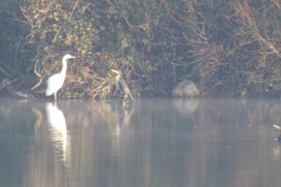 Grande Aigrette